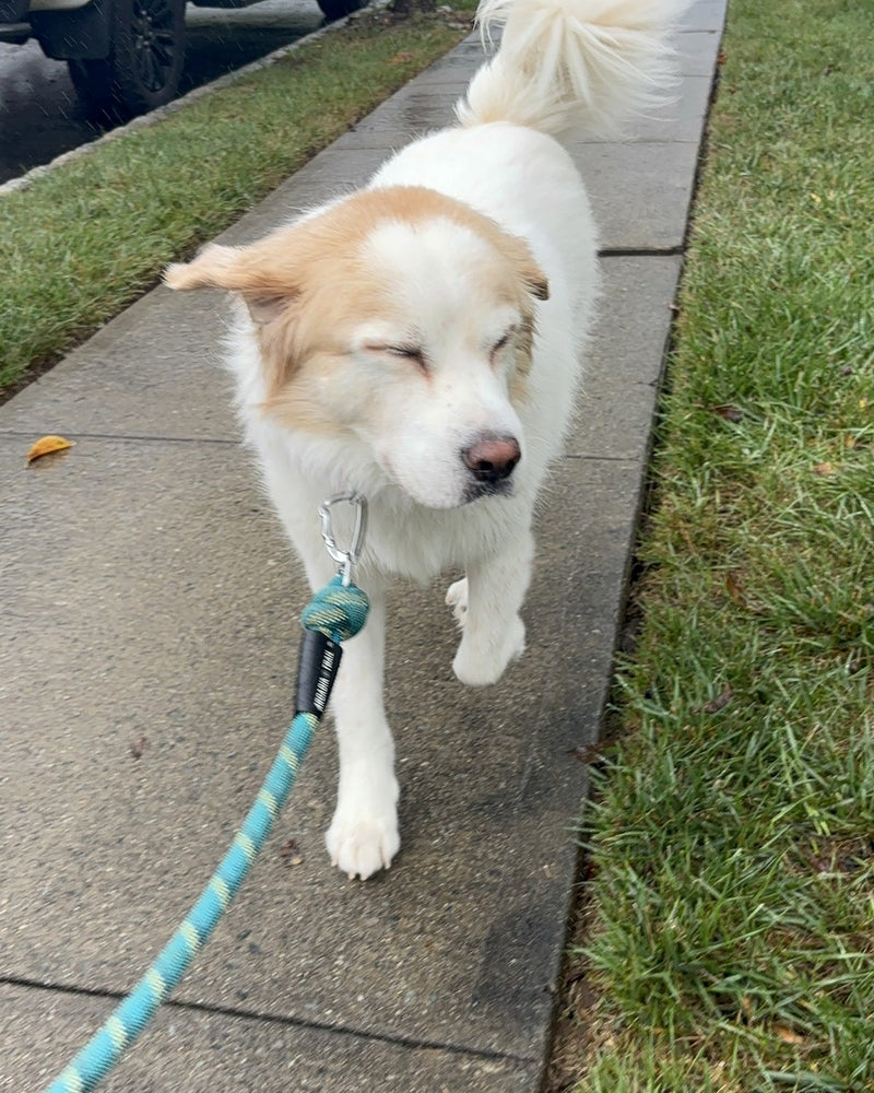 After-work walks