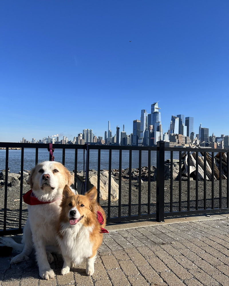 Visiting cousin Poe in NJ
